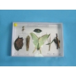 Insect Camouflage Sample Collection