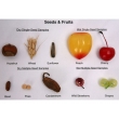 Imitation Fruit Specimen Collection