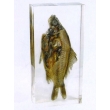 Resin Educational Specimen“Fish”