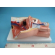 Structure Model of the Male Urogenital Organs