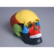 Color-sectioned Human Skull Model