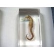 Resin Educational Specimen“Sea Animal Representation Collection”