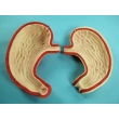 Human Stomach Model