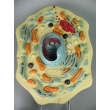 Animal Cell Submicroscopic Structure Model