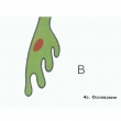 Development Regulation in Nuclear Tissue, Magnetic Demonstration Cards