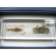 Resin Educational Specimen“Crustacean Representation Collection”