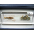 Resin Educational Specimen“Crustacean Representation Collection”