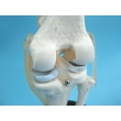 Knee Joint Model with Tendons