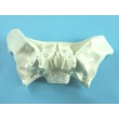 Sphenoid Bone Model