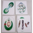 The Reproduction of Single-Cell Algae Magnetic Demonstration Cards