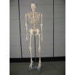 Human Skeleton Model