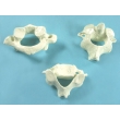 Vertebrae Bone Model Set