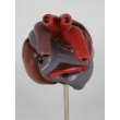 Crocodile Heart Model