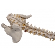 Model of the Human Spine & Pelvic Bone