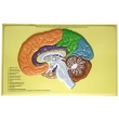 Human Brain Lobes, Bas Relief Model (B)