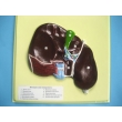 Human Liver Bas Relief Model