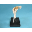 Shoulder Joint Model