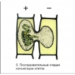 The Reproduction of Multi-Cell Algae Magnetic Demonstration Cards