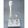 Horse and Sheep Leg Bone Models