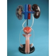 Model of the Male Urogenital System