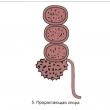 The Reproduction of Ferns Magnetic Demonstration Cards