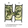 The Reproduction of Multi-Cell Algae Magnetic Demonstration Cards