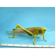 Locust Dissection Model