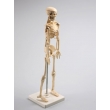 Human Skeleton Model