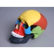 Color-sectioned Human Skull Model