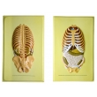 Human Ribcage Bas Relief Model