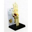 Hand Bone Model