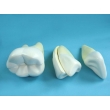 Teeth Model Set