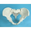 Model of Male Pelvic Bones