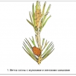 The Reproduction of Pines Magnetic Demonstration Cards