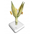 Wheat Flower Model