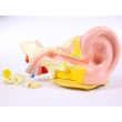 Human Ear Model