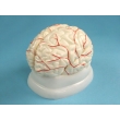 Human Brain Model with Arteries