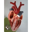 Bird Heart Model