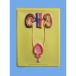 Human Urinary System Bas Relief Model
