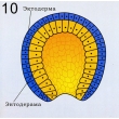 Chordate Reproduction & Development, Magnetic Demonstration Models