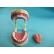 Tooth Hygiene Demonstration Model