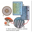 The Reproduction of Umbrella-like Mushrooms Magnetic Demonstration CardsThe Reproduction of Moss Mag