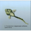 Frog Development Magnetic Demonstration Cards