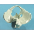 Male Pelvic Bones Model