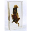 Resin Educational Specimen“Pigeon”