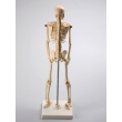 Human Skeleton Model