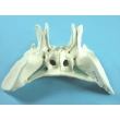Sphenoid Bone Model