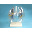 Transparent Model of the Lungs