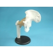 Hip Joint Model