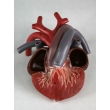 Turtle Heart Model